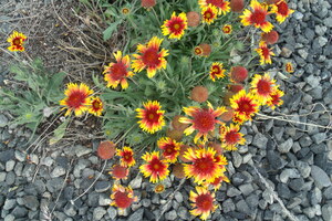 Wind Weathered Gaillardia 2