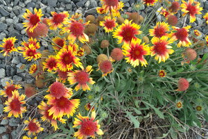 Wind Weathered Gaillardia 3