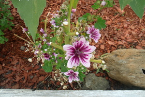 French Hollyhock Zebrina 1