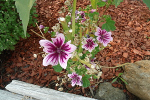 French Hollyhock Zebrina 2
