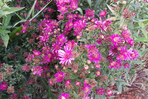 New England Asters 2