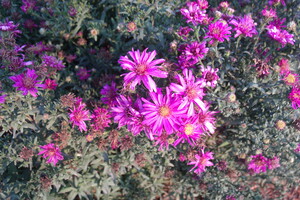 New England Asters 5