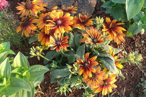 RUDBECKIA CAPPUCCINO 1 