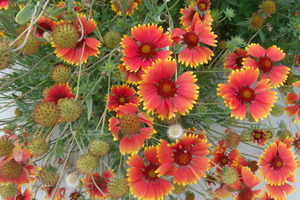 Beautiful Gaillardia 1