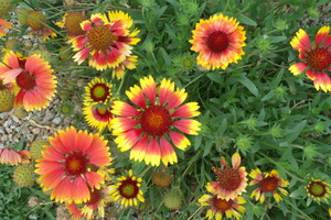Beautiful Gaillardia 2