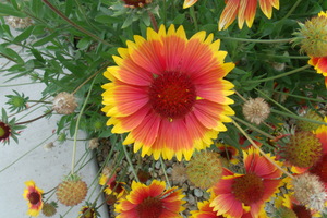 Beautiful Gaillardia 3