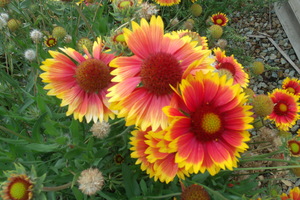 Beautiful Gaillardia 4