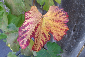Crimson Glory Vine 1
