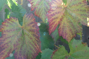 Crimson Glory Vine 2