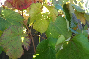 Crimson Glory Vine 3