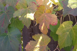 Crimson Glory Vine 4