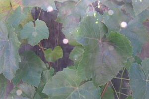 Crimson Glory Vine 5