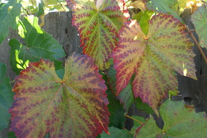 Crimson Glory Vine 6