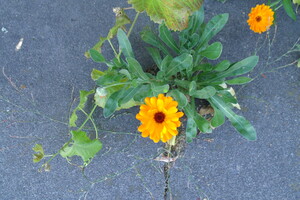 Sidewalk Calendula Stellata 1
