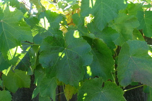 Crimson Glory Vine 7