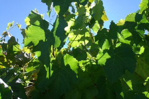 Crimson Glory Vine 8
