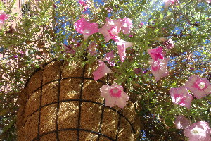 Flower Baskets 2