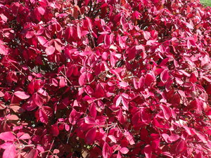 Red Leaves 1
