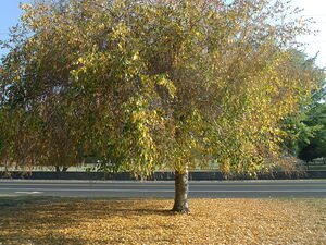 Golden Tree In The Park 1