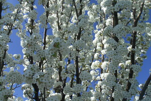 White Cherry Blossoms 1