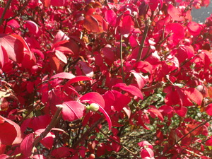 Red Leaves 3