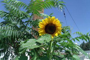 Sunflower 3