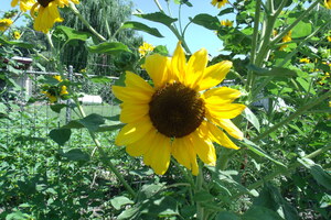 Sunflower 4