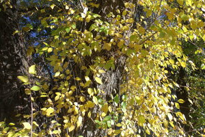 Golden Leaves 2