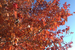 Autumn In Orange 1