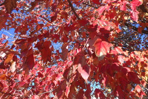 Autumn In Orange 4