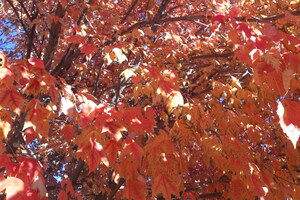 Autumn In Orange 6