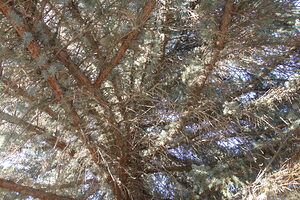 Cemetery Old Pine 2