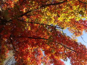 Autumn In Vivid Sunshine 2