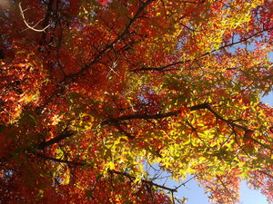 Autumn In Vivid Sunshine 3