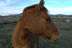 Beautiful Golden Mare 7