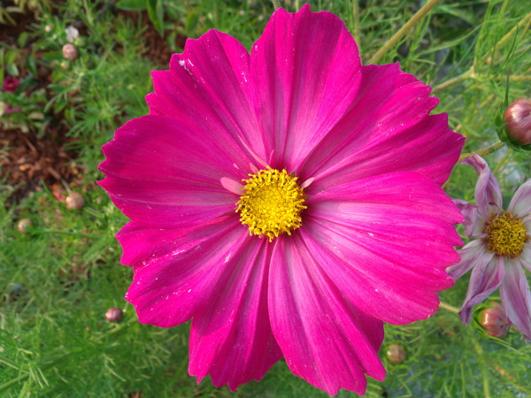 A Pink Cosmos 1 by Sherrie Larch