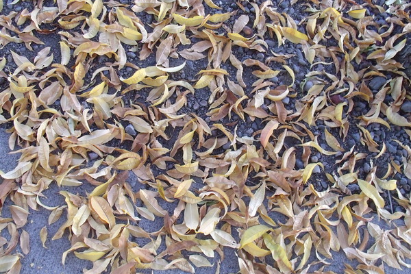 Fall Leaves 3 Print