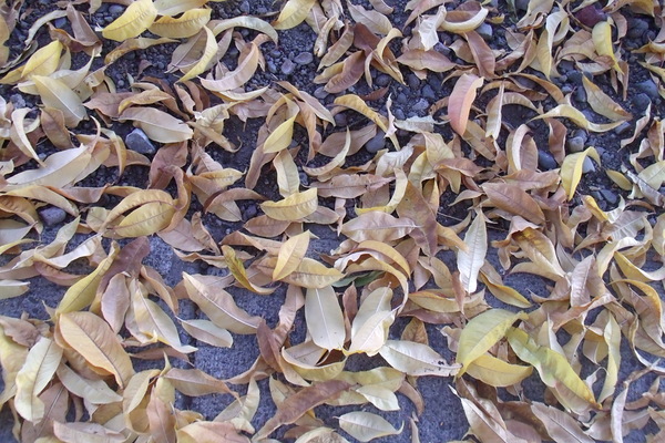 Fall Leaves 4 Print