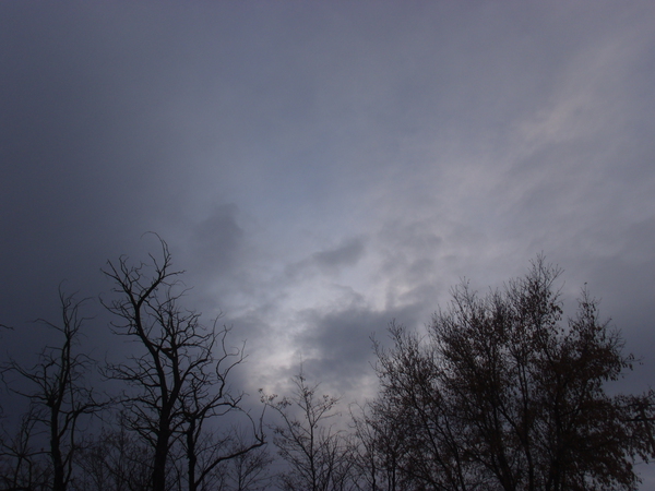 Winter Trees In Last Light 1 by Sherrie Larch