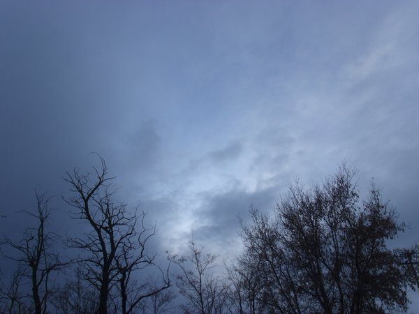 Winter Trees In Last Light 2 by Sherrie Larch