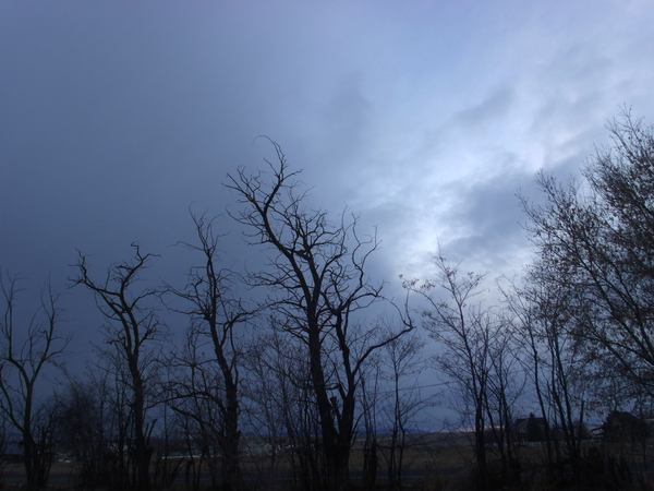 Winter Trees In Last Light 3 by Sherrie Larch
