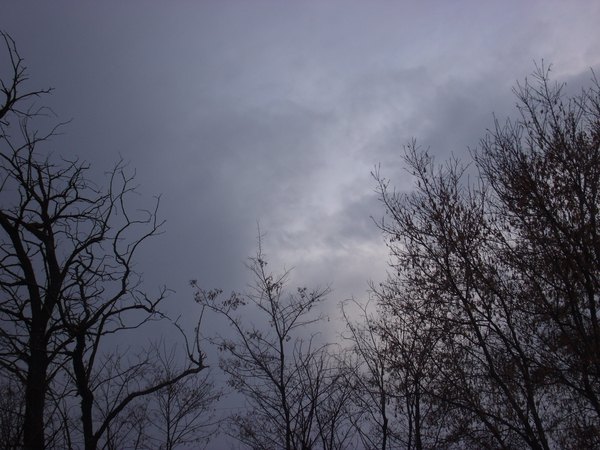 Winter Trees In Last Light 4 by Sherrie Larch