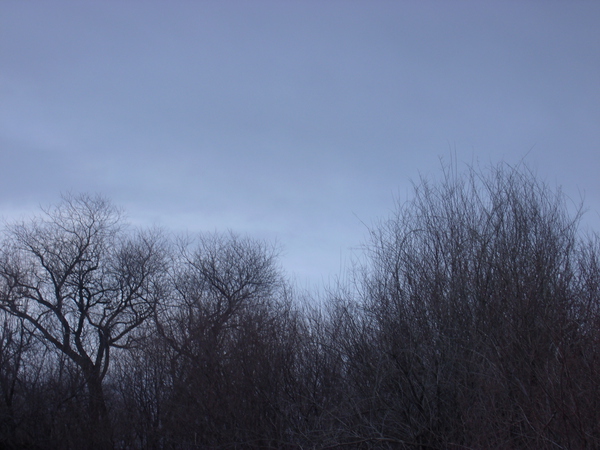Winter Trees In Last Light 5 by Sherrie Larch