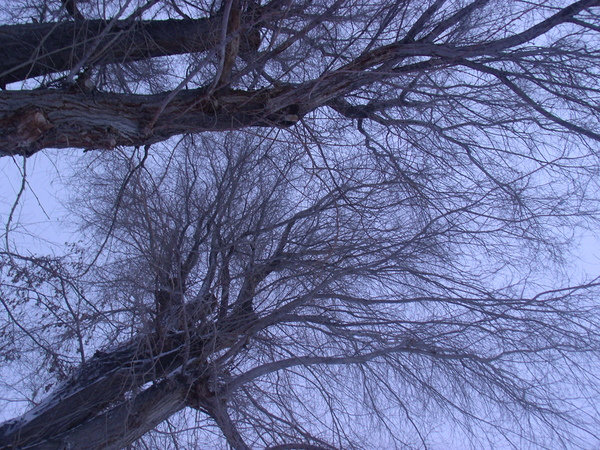 Tulelake Winter Tree 3 by Sherrie Larch