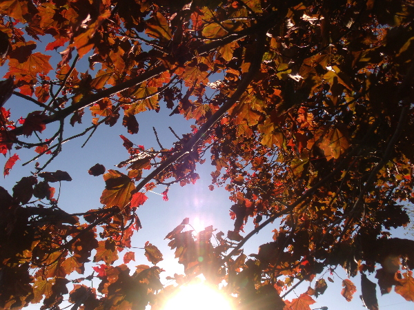 Autumn Leaves In Dark Orange 1 by Sherrie Larch