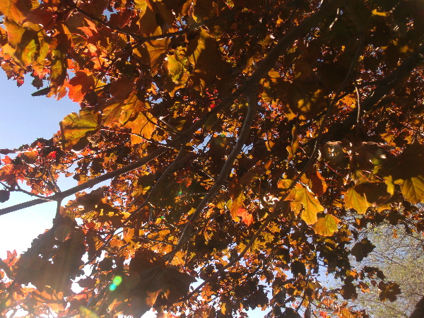 Autumn Leaves In Dark Orange 2 by Sherrie Larch
