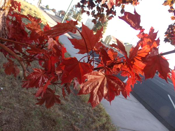 Orange Autumn Leaves In Tulelake 2 by Sherrie Larch