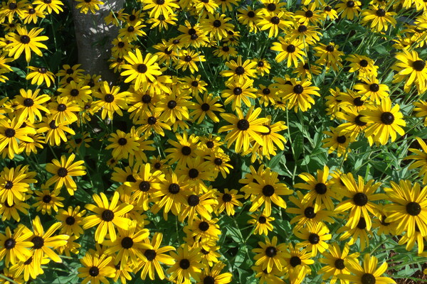 BLACK-EYED SUSANS 3 by Sherrie Larch