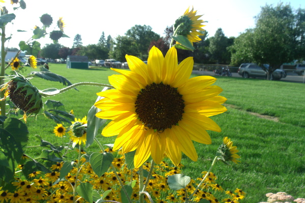 Sunflower 1 Print