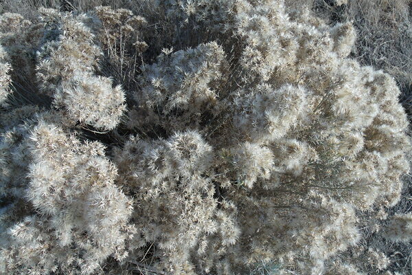 Golden Sagebrush 5 by Sherrie Larch